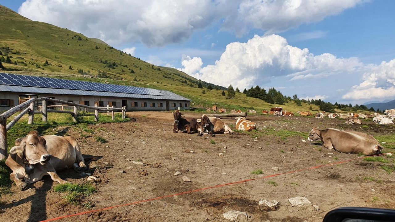 Marmot Apartment Dimaro Zewnętrze zdjęcie